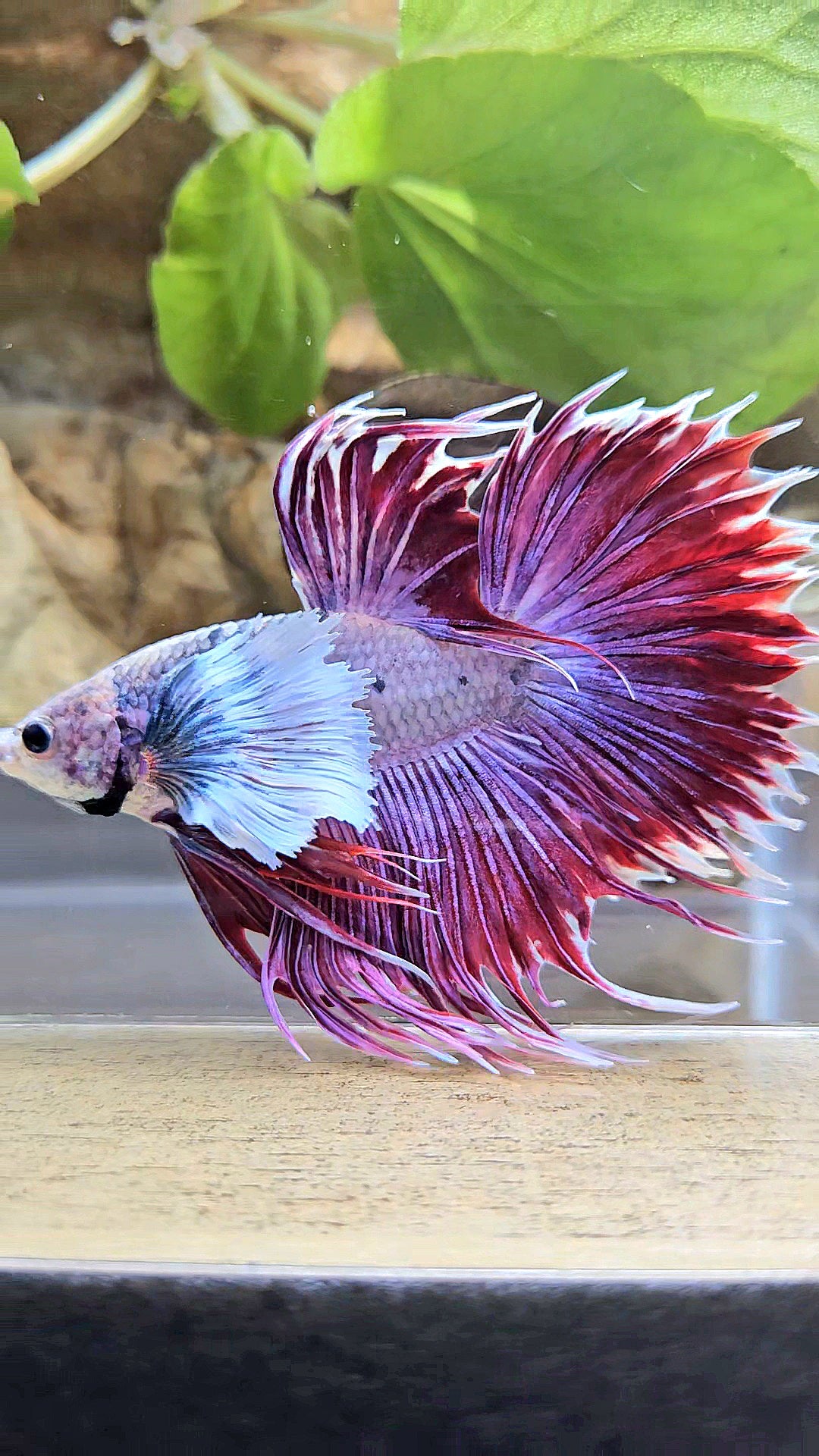 CROWNTAIL SUPER DUMBO EAR PURPLE BETTA FISH