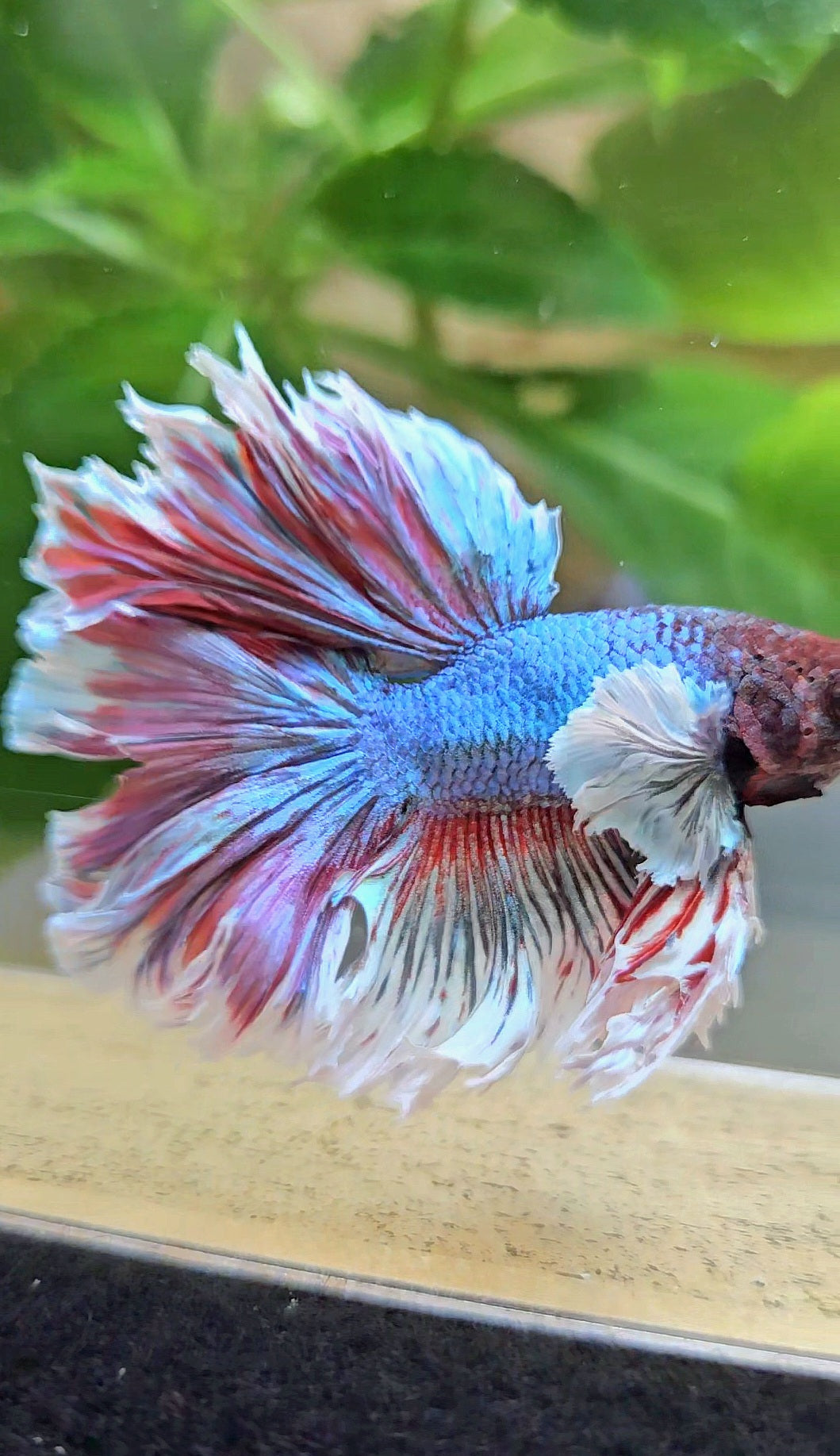 KING ROSETAIL HALFMOON DUMBO EAR BLUE RED BETTA FISH