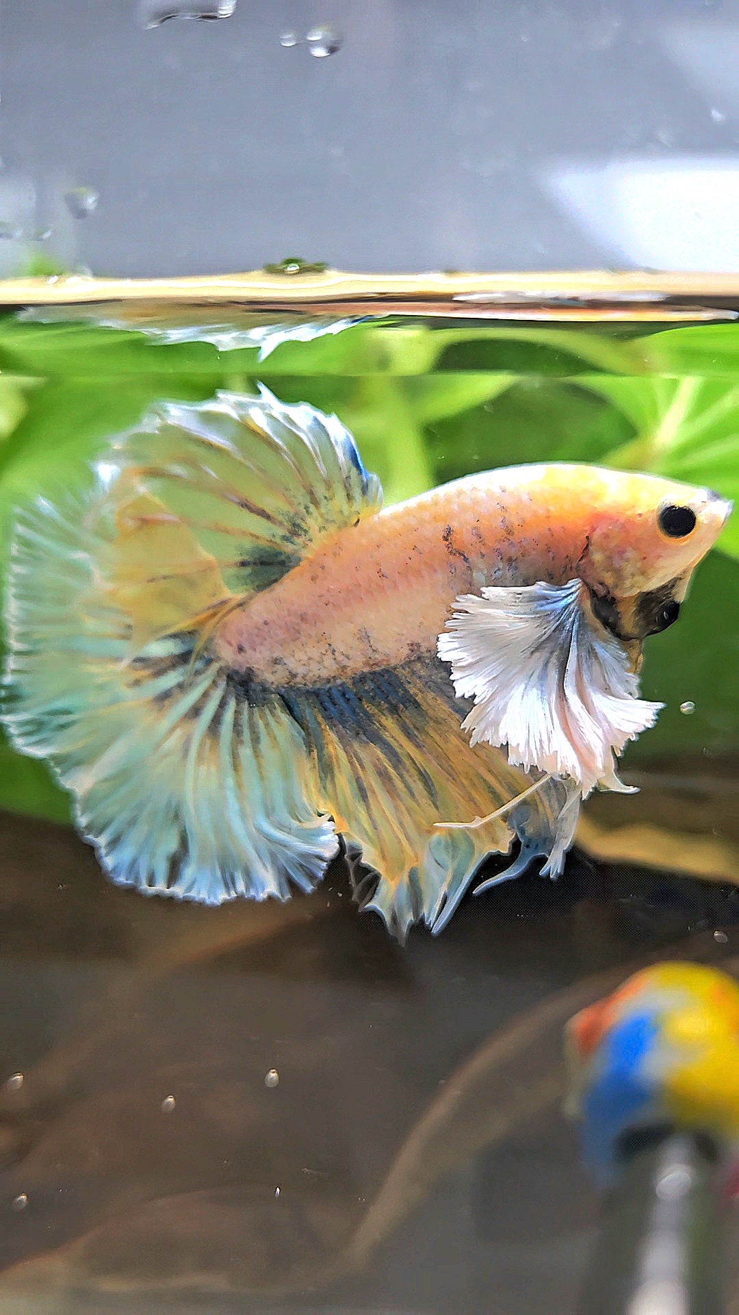 HALFMOON DUMBO EAR YELLOW BLUE BETTA FISH