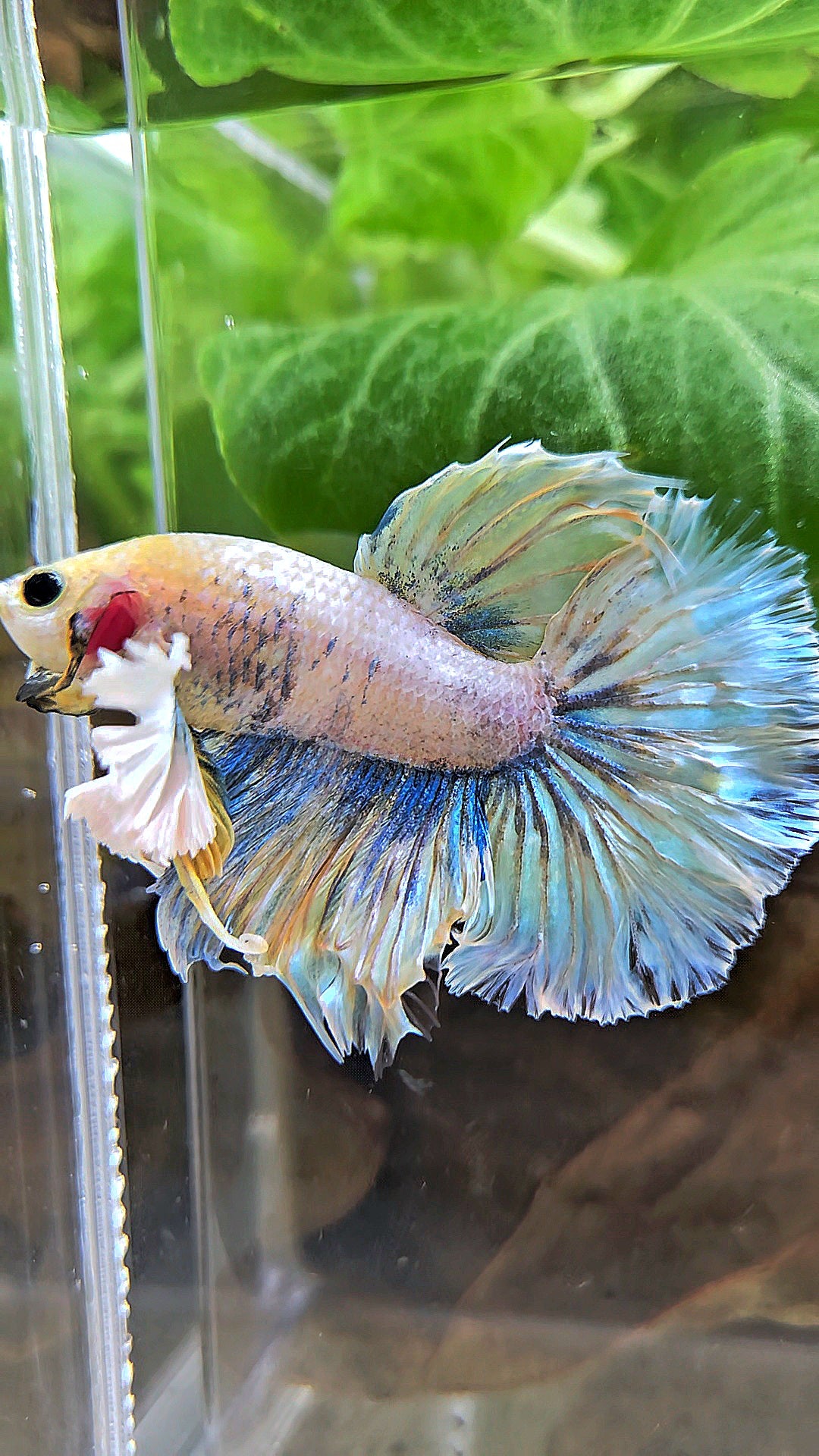 HALFMOON DUMBO EAR YELLOW BLUE BETTA FISH