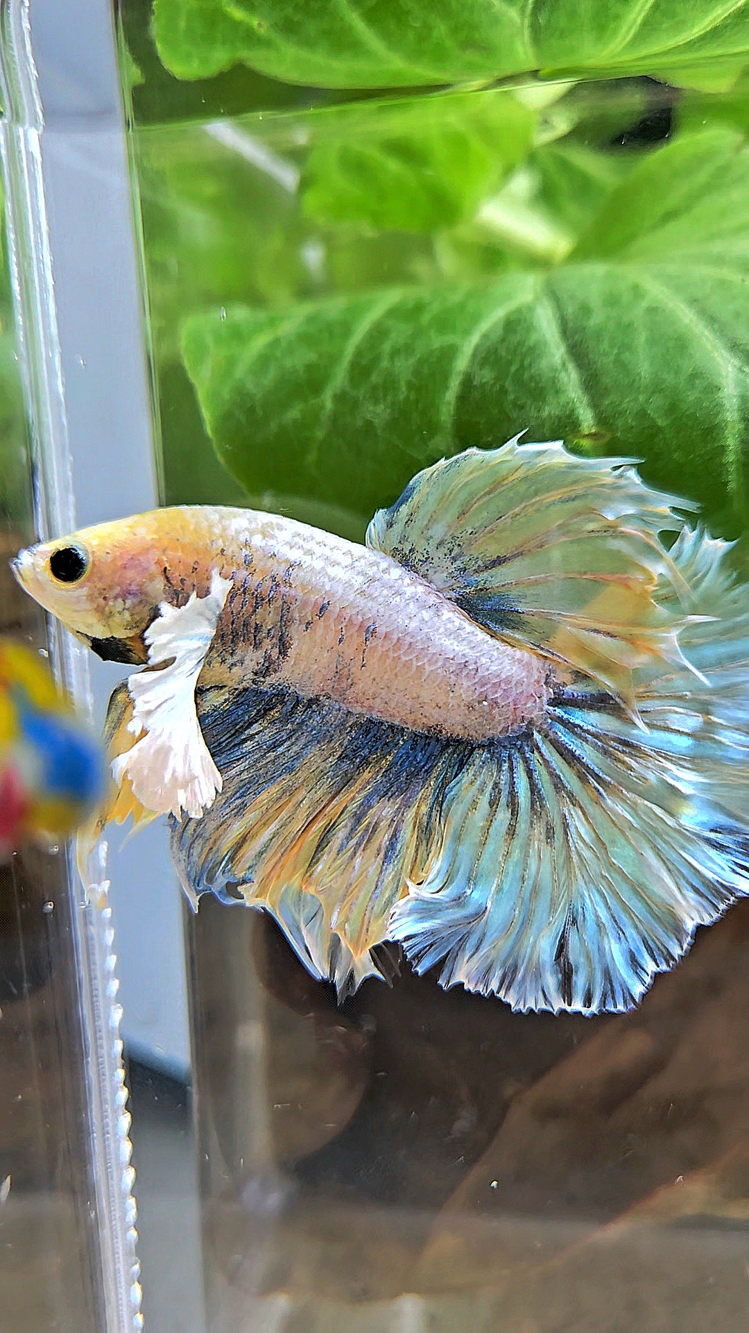HALFMOON DUMBO EAR YELLOW BLUE BETTA FISH