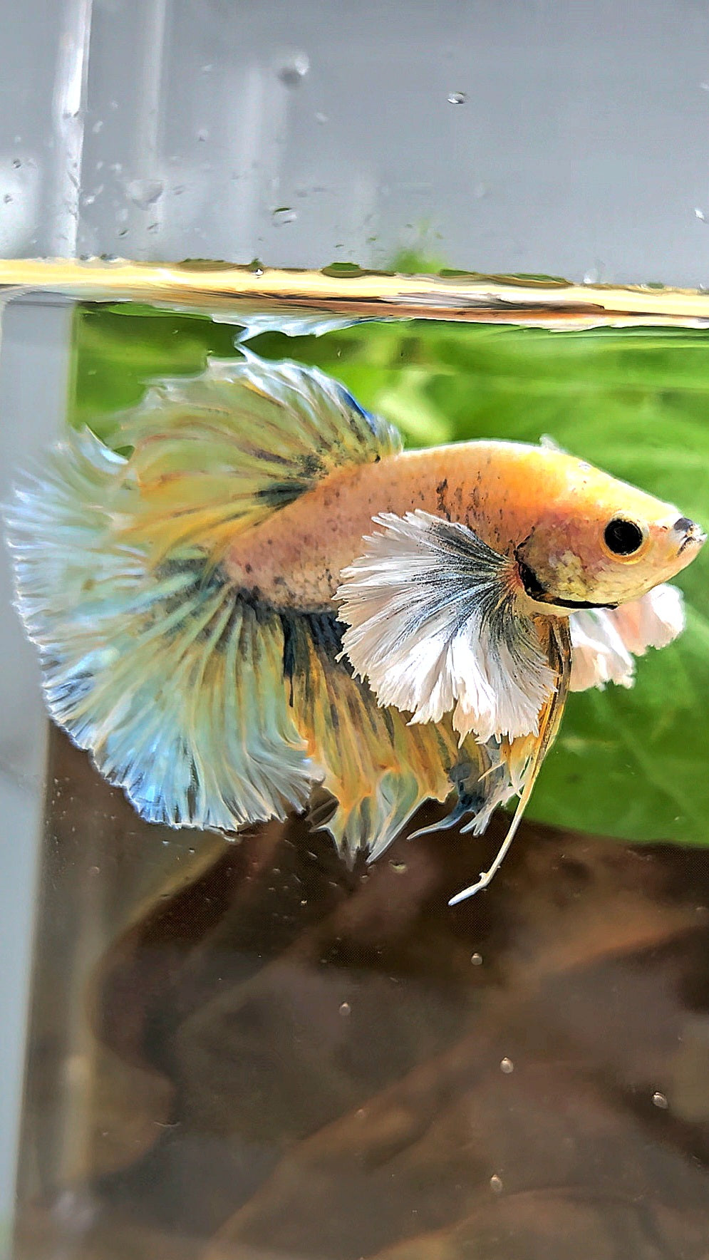 HALFMOON DUMBO EAR YELLOW BLUE BETTA FISH