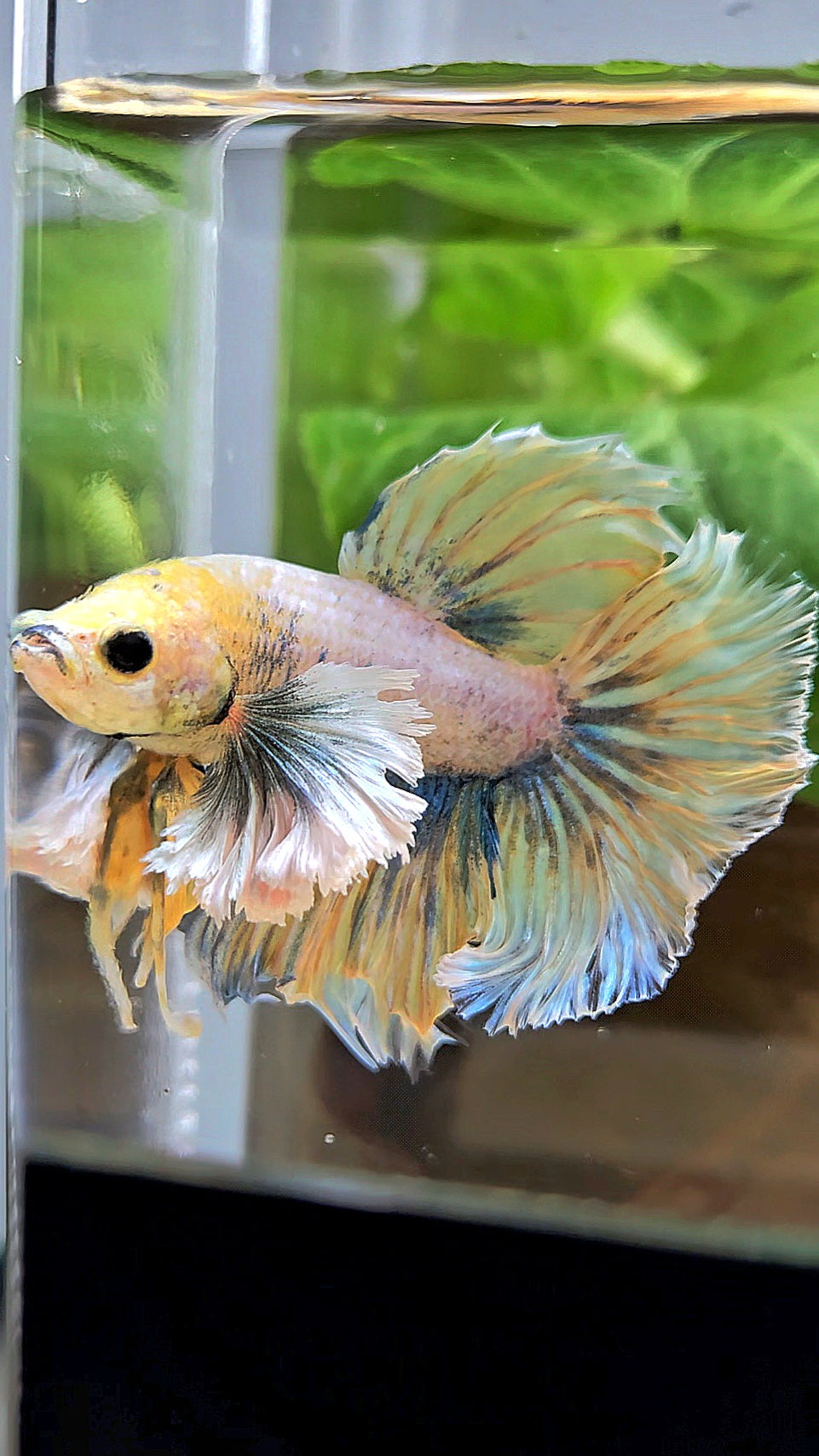 HALFMOON DUMBO EAR YELLOW BLUE BETTA FISH