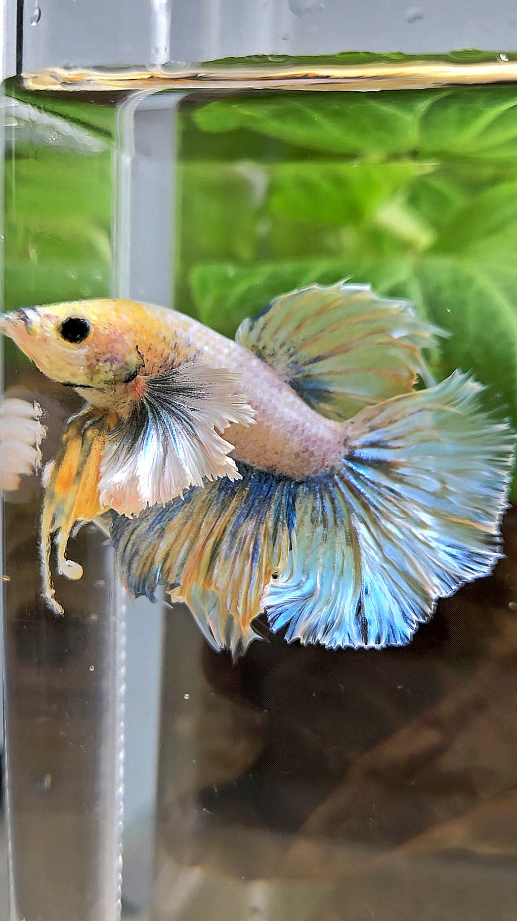 HALFMOON DUMBO EAR YELLOW BLUE BETTA FISH