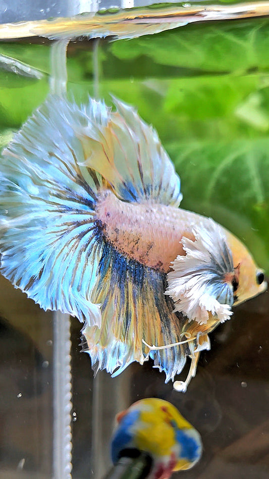 HALFMOON DUMBO EAR YELLOW BLUE BETTA FISH