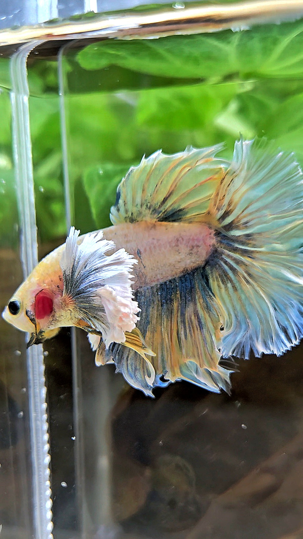 HALFMOON DUMBO EAR YELLOW BLUE BETTA FISH