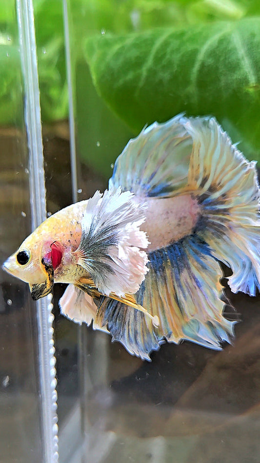 HALFMOON DUMBO EAR YELLOW BLUE BETTA FISH