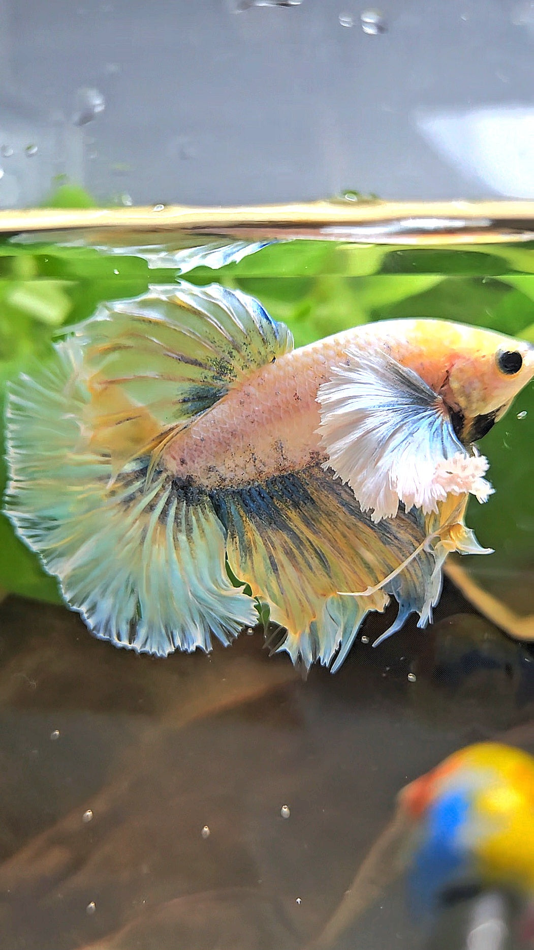 HALFMOON DUMBO EAR YELLOW BLUE BETTA FISH