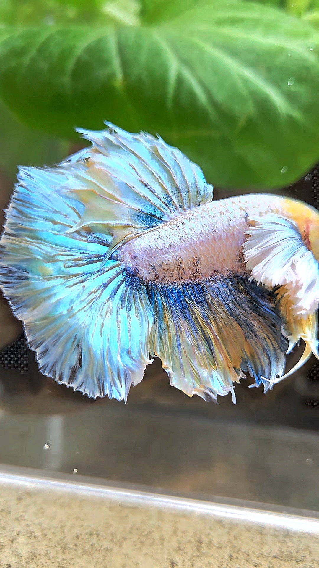 HALFMOON DUMBO EAR YELLOW BLUE BETTA FISH