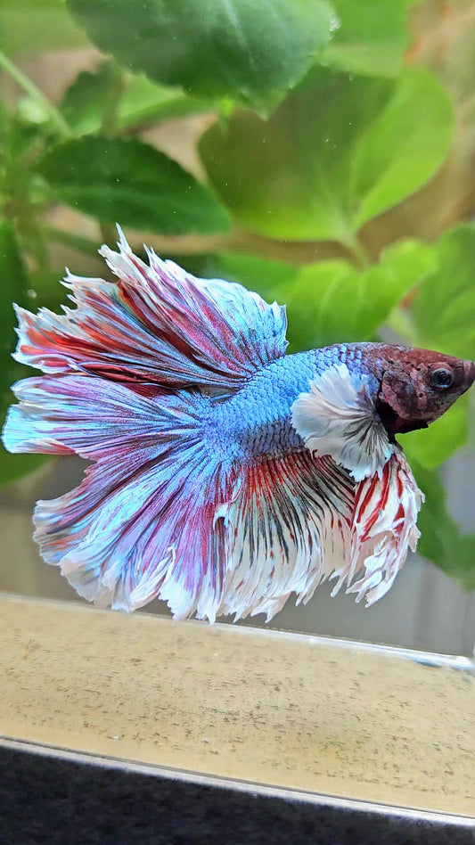 KING ROSETAIL HALFMOON DUMBO EAR BLUE RED BETTA FISH
