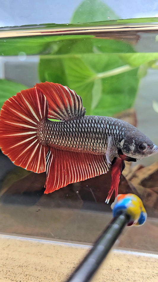 GIANT PLAKAT BODY ONLY 5CM+ DARK RED COPPER BETTA FISH