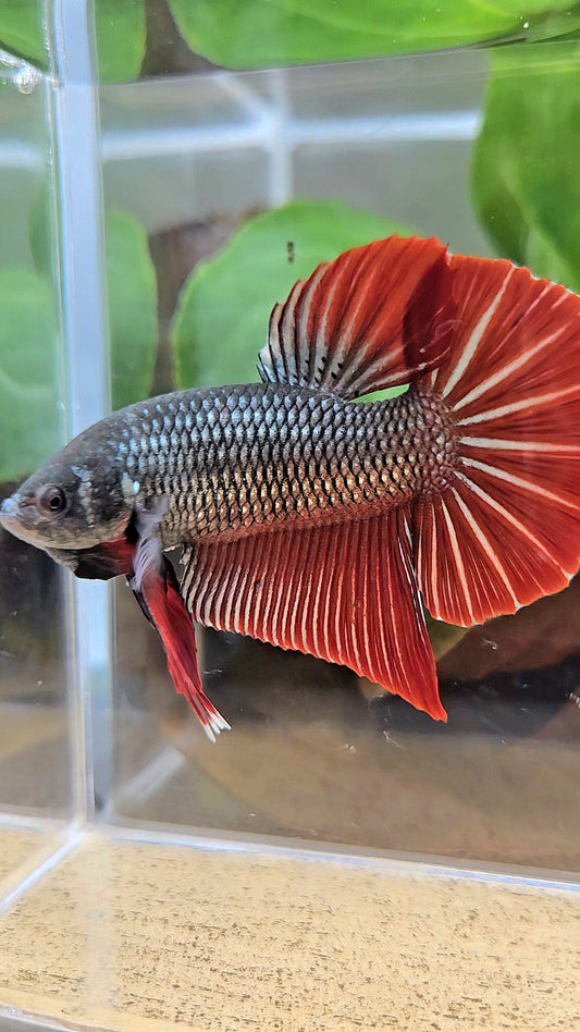 GIANT PLAKAT BODY ONLY 5CM+ DARK RED COPPER BETTA FISH
