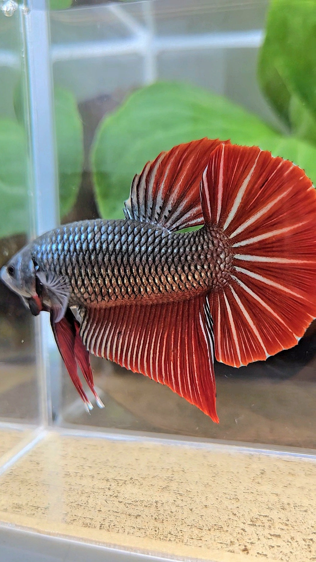 GIANT PLAKAT BODY ONLY 5CM+ DARK RED COPPER BETTA FISH