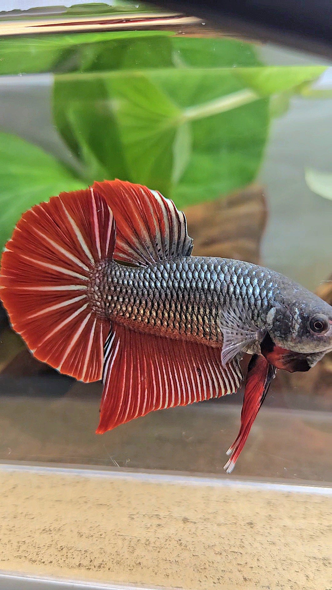 GIANT PLAKAT BODY ONLY 5CM+ DARK RED COPPER BETTA FISH