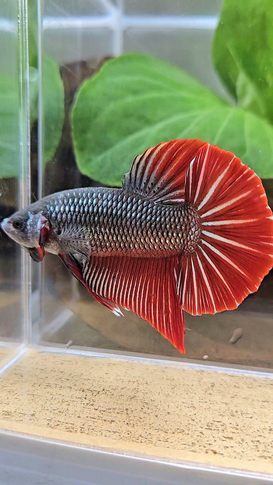 GIANT PLAKAT BODY ONLY 5CM+ DARK RED COPPER BETTA FISH