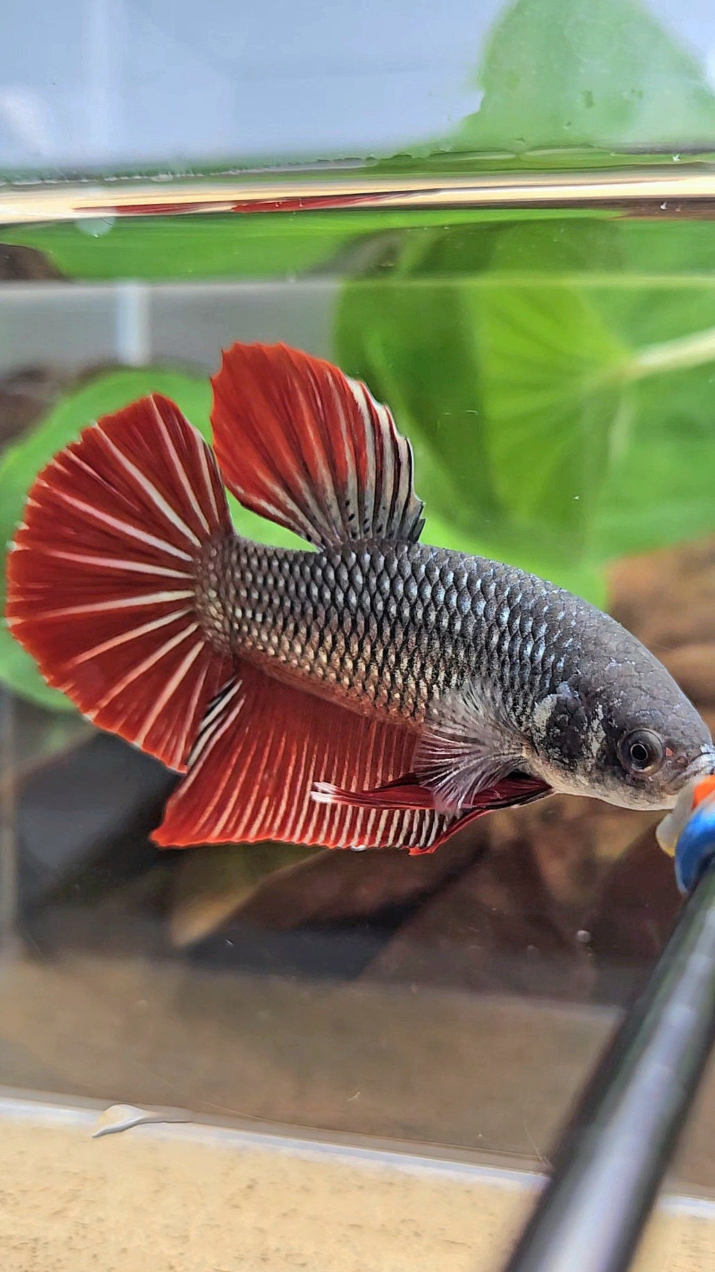 GIANT PLAKAT BODY ONLY 5CM+ DARK RED COPPER BETTA FISH