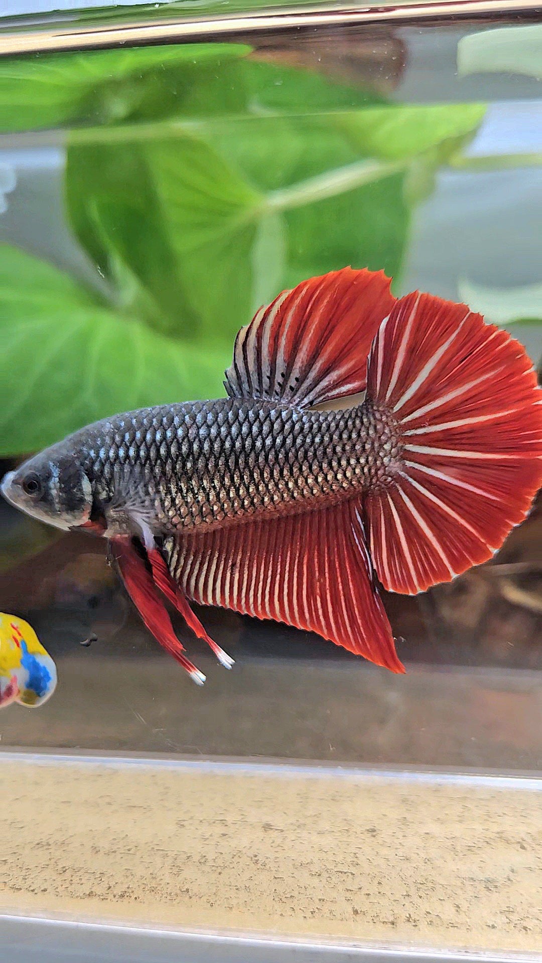GIANT PLAKAT BODY ONLY 5CM+ DARK RED COPPER BETTA FISH