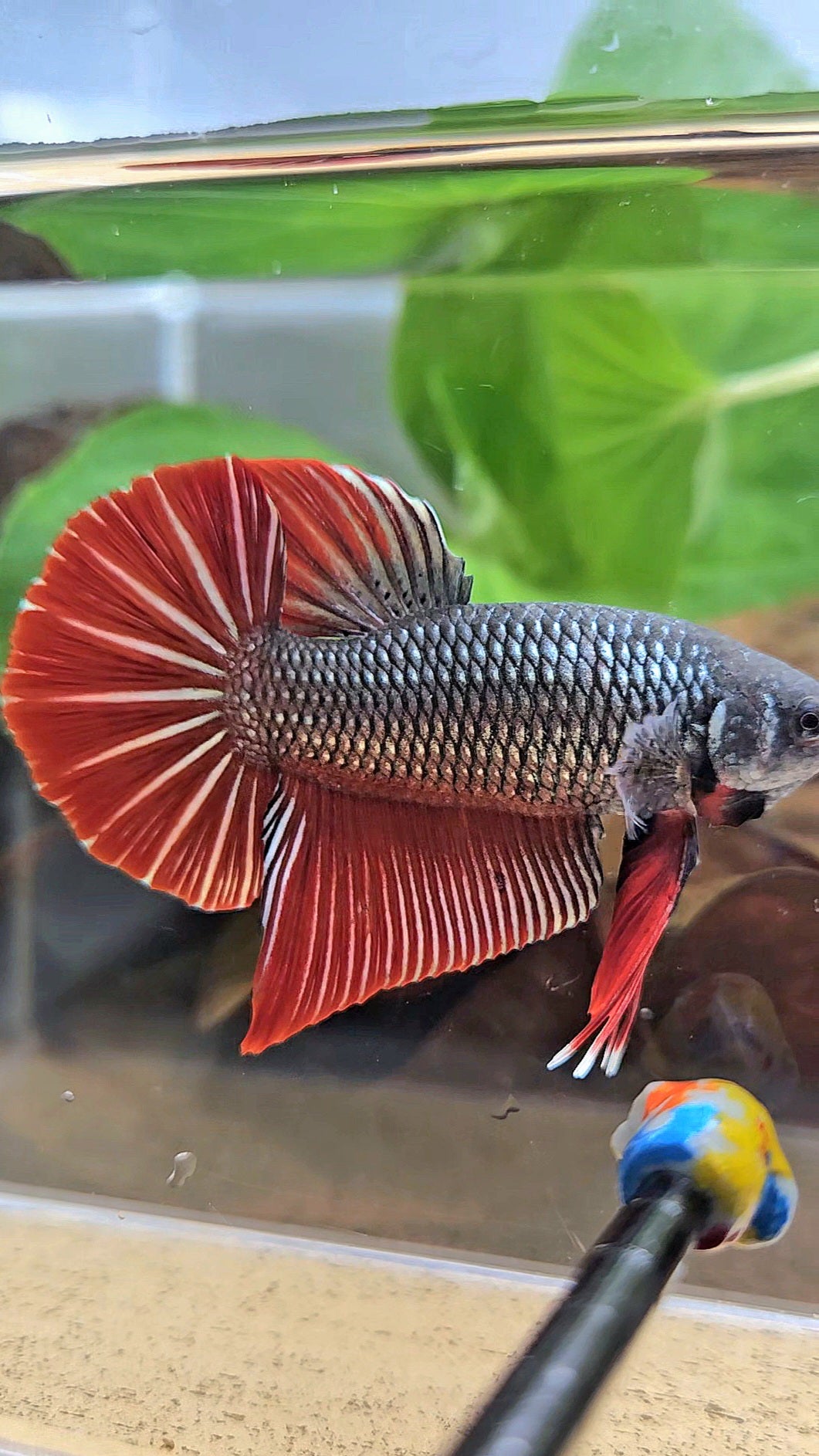 GIANT PLAKAT BODY ONLY 5CM+ DARK RED COPPER BETTA FISH