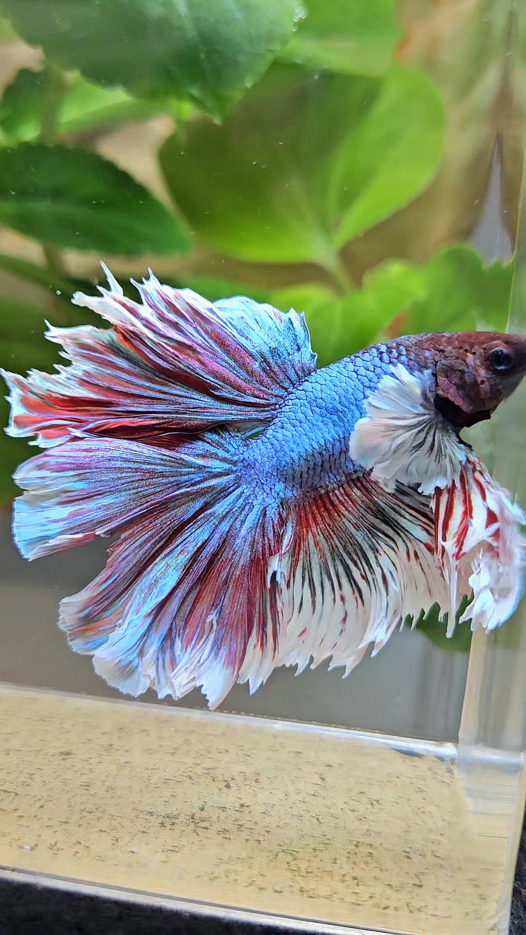 KING ROSETAIL HALFMOON DUMBO EAR BLUE RED BETTA FISH