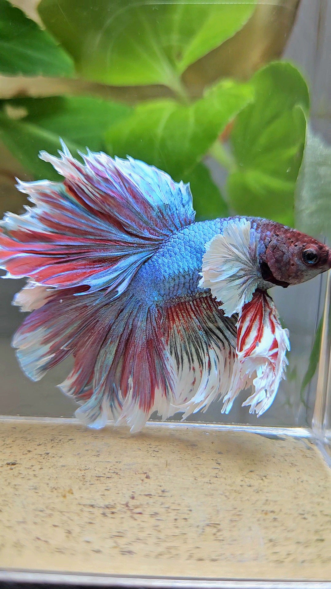 KING ROSETAIL HALFMOON DUMBO EAR BLUE RED BETTA FISH