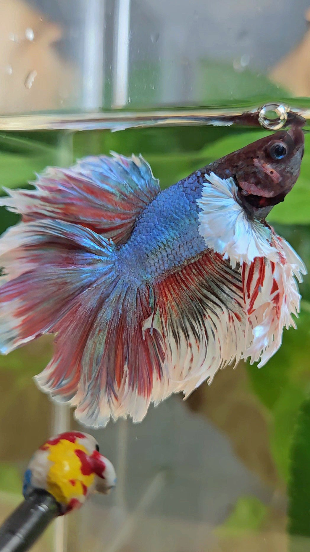 KING ROSETAIL HALFMOON DUMBO EAR BLUE RED BETTA FISH