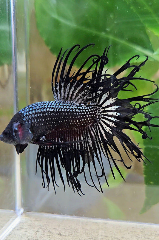 CROWNTAIL CURLY BLACK COPPER BETTA FISH