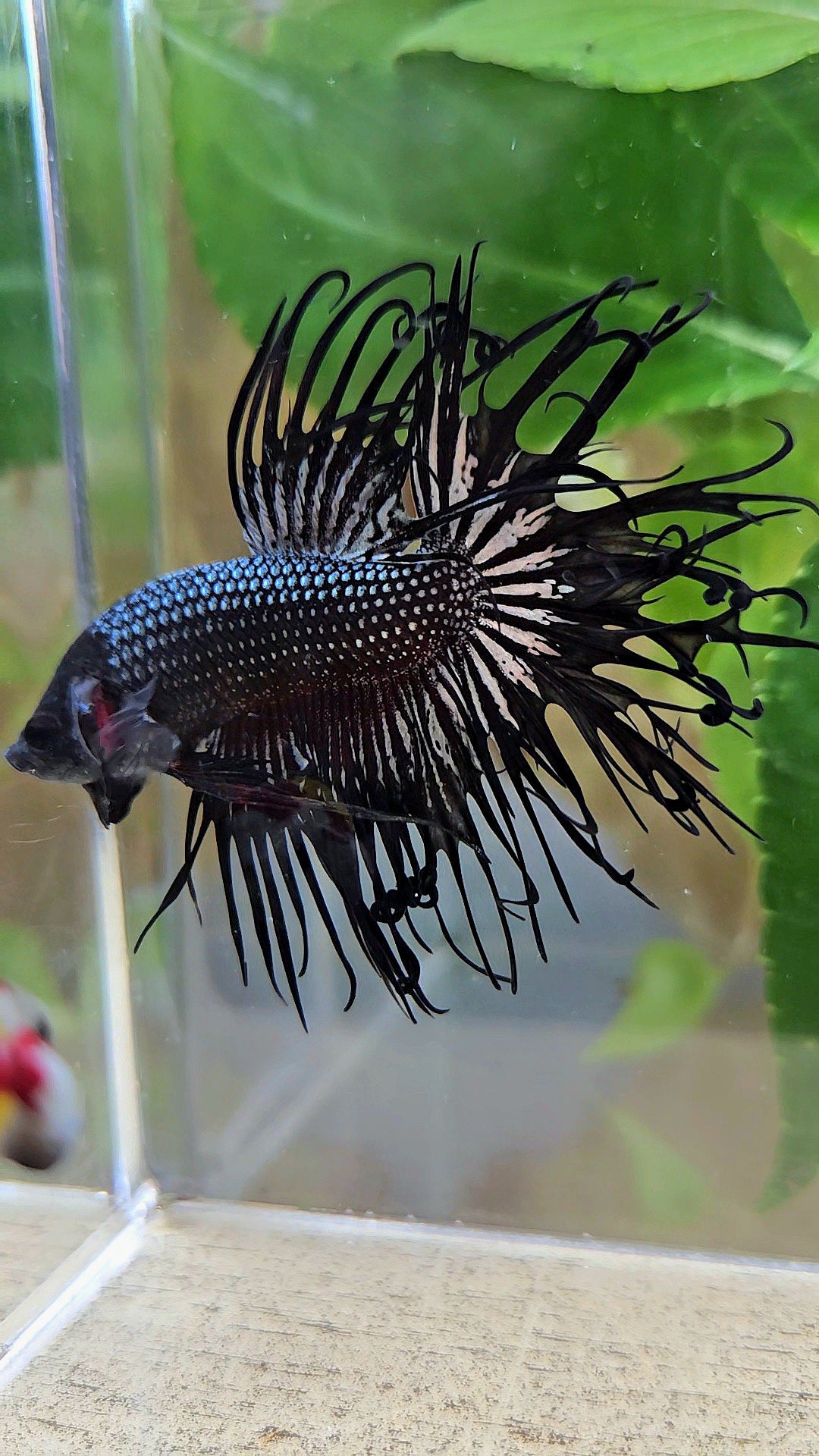 CROWNTAIL CURLY BLACK COPPER BETTA FISH