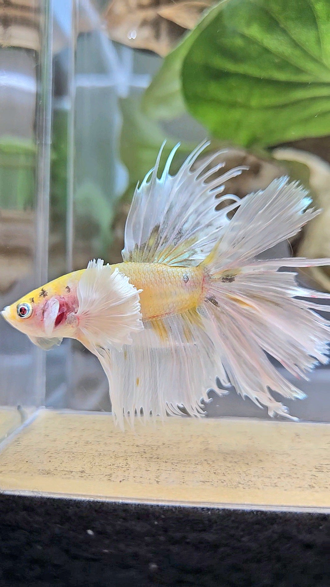 CROWNTAIL DUMBO EAR YELLOW WHITE COPPER MULTICOLOR BETTA FISH