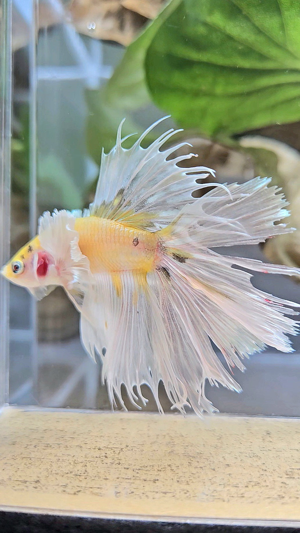 CROWNTAIL DUMBO EAR YELLOW WHITE COPPER MULTICOLOR BETTA FISH