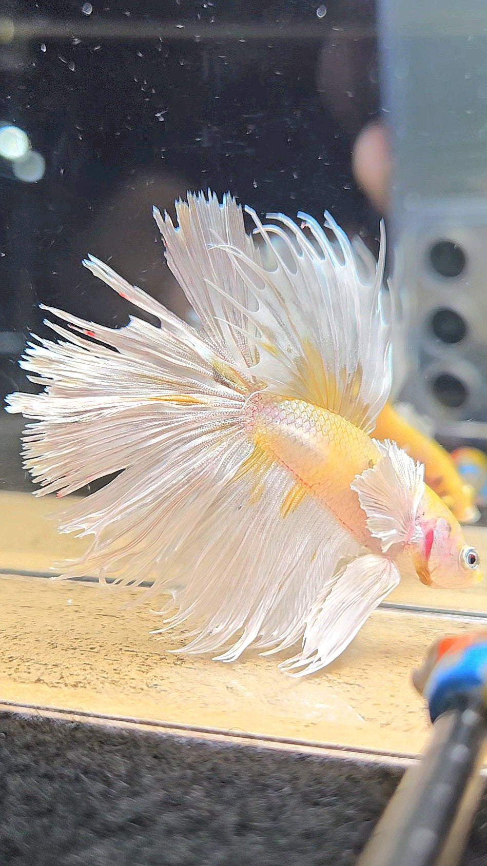 CROWNTAIL DUMBO EAR YELLOW WHITE COPPER MULTICOLOR BETTA FISH