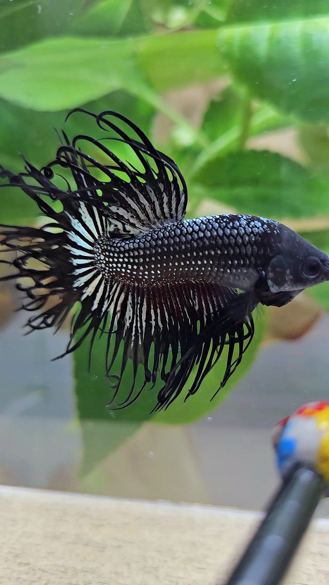 CROWNTAIL CURLY BLACK COPPER BETTA FISH