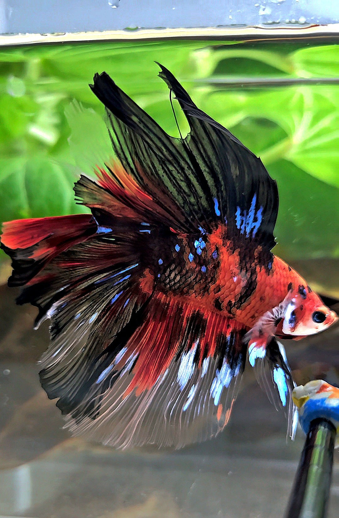 HALFMOON DOUBLE TAIL RED KOI TIGER MULTICOLOR BETTA FISH
