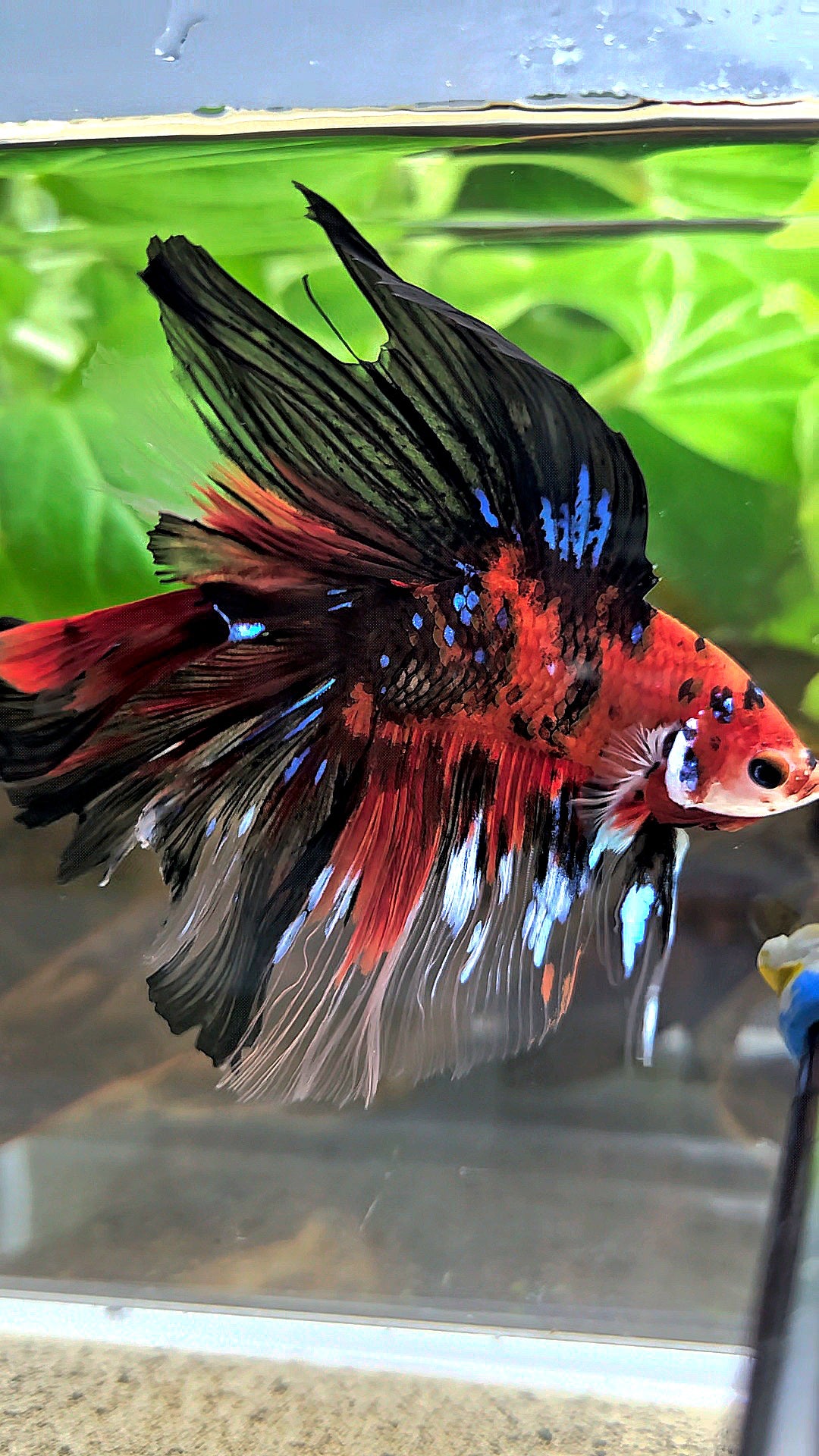 HALFMOON DOUBLE TAIL RED KOI TIGER MULTICOLOR BETTA FISH