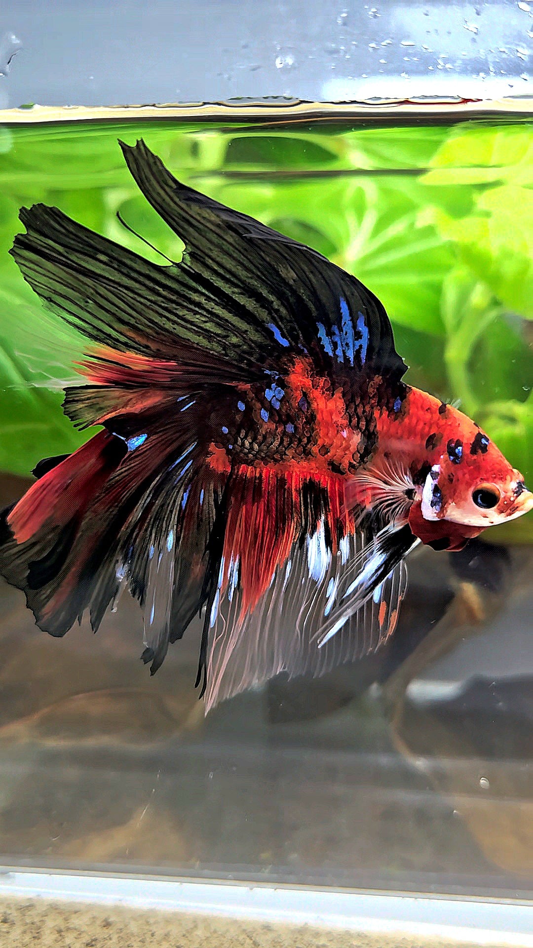 HALFMOON DOUBLE TAIL RED KOI TIGER MULTICOLOR BETTA FISH