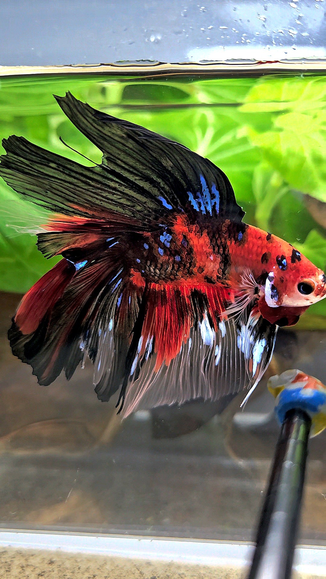HALFMOON DOUBLE TAIL RED KOI TIGER MULTICOLOR BETTA FISH