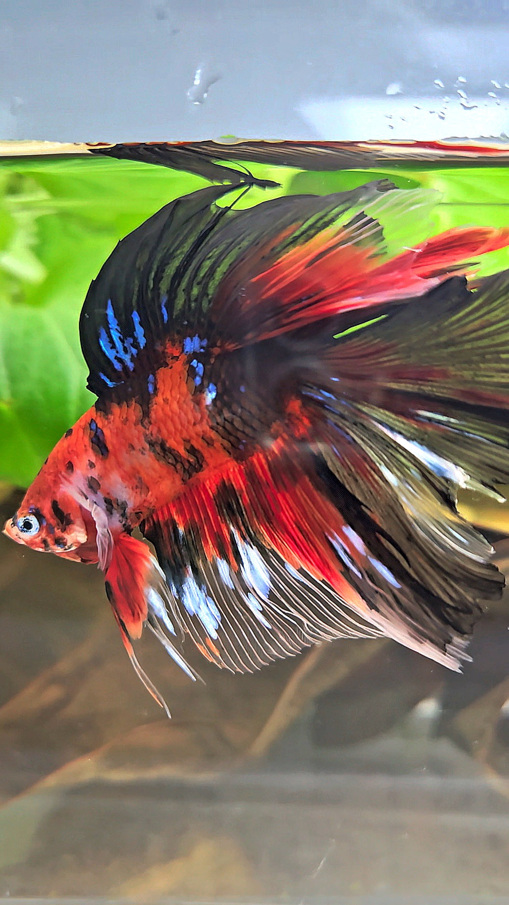 HALFMOON DOUBLE TAIL RED KOI TIGER MULTICOLOR BETTA FISH