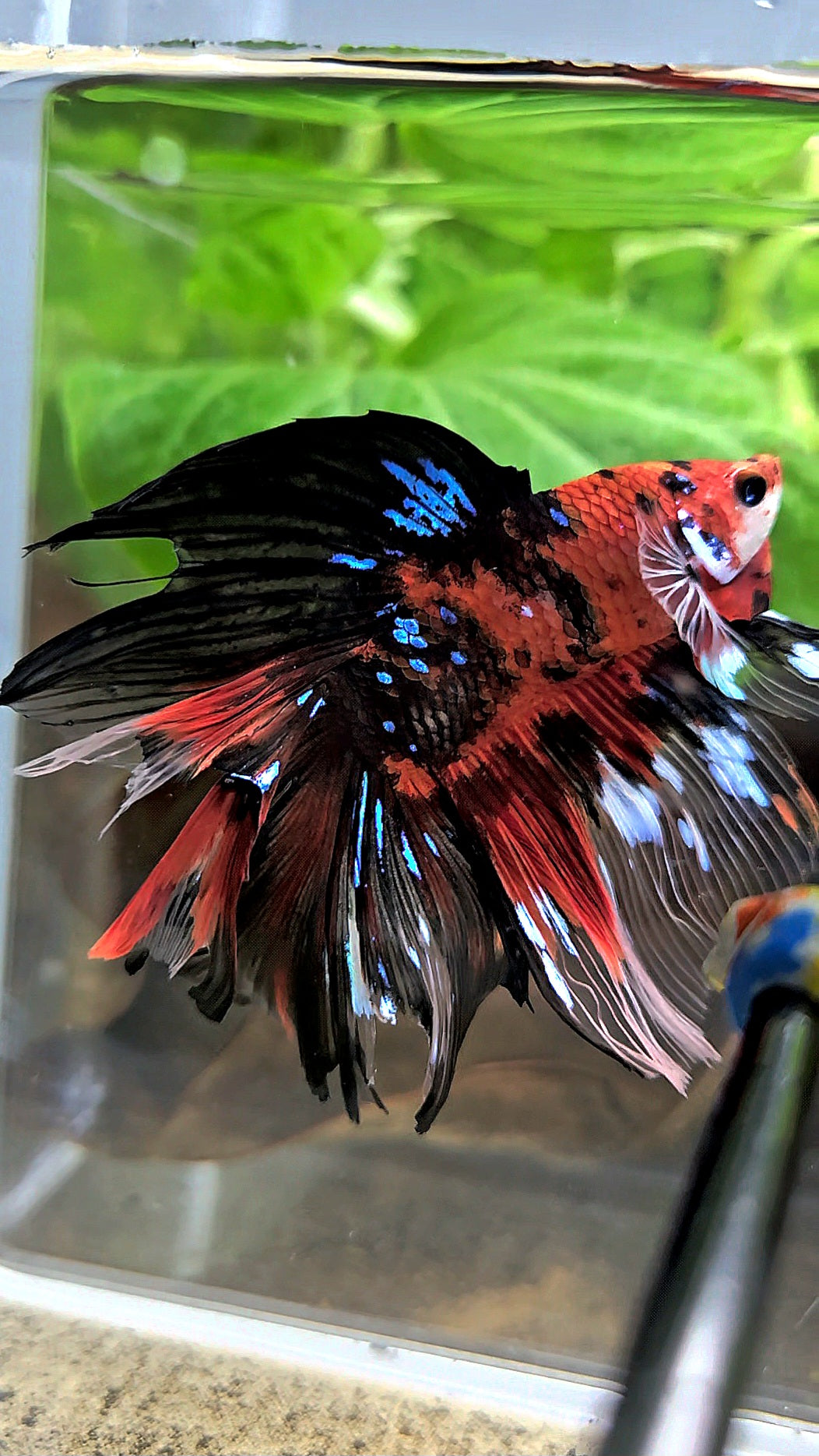 HALFMOON DOUBLE TAIL RED KOI TIGER MULTICOLOR BETTA FISH