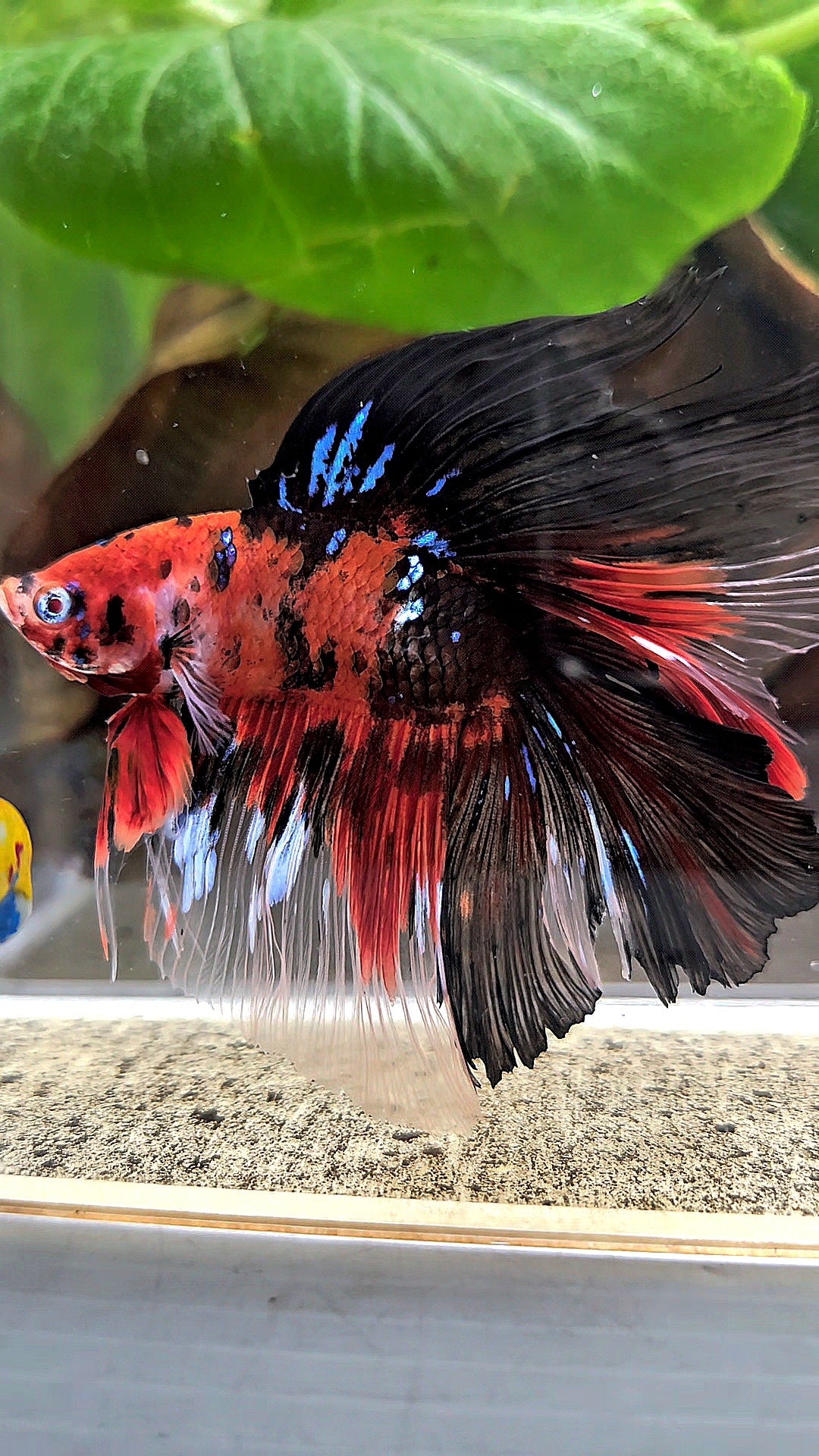 HALFMOON DOUBLE TAIL RED KOI TIGER MULTICOLOR BETTA FISH