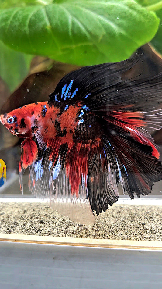 HALFMOON DOUBLE TAIL RED KOI TIGER MULTICOLOR BETTA FISH