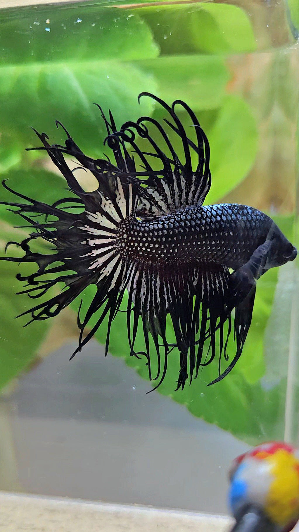 CROWNTAIL CURLY BLACK COPPER BETTA FISH