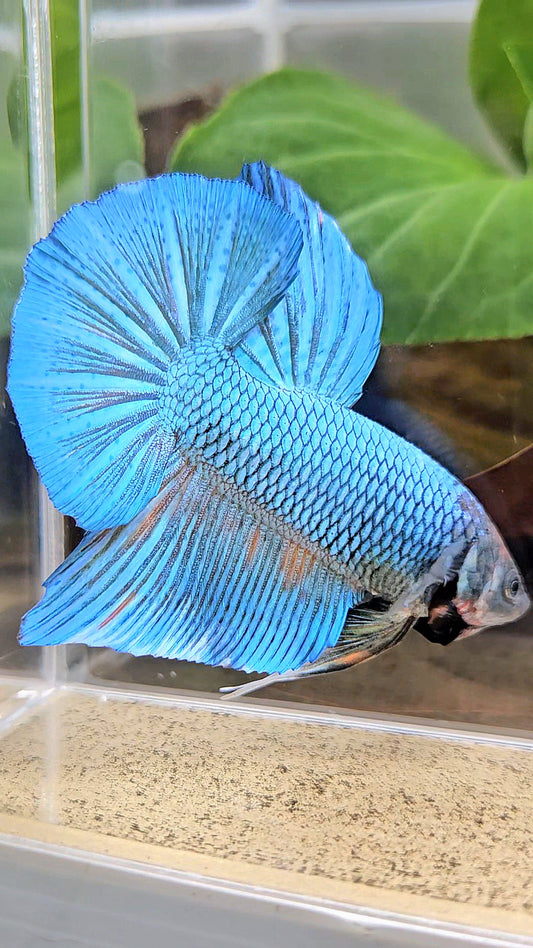 GIANT HMPK BODY ONLY 5CM+ GREEN BLUE LIGHT TURQUOISE BETTA FISH