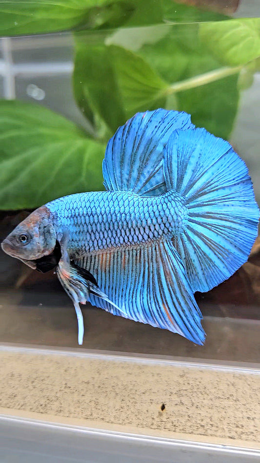 GIANT HMPK BODY ONLY 5CM+ GREEN BLUE LIGHT TURQUOISE BETTA FISH