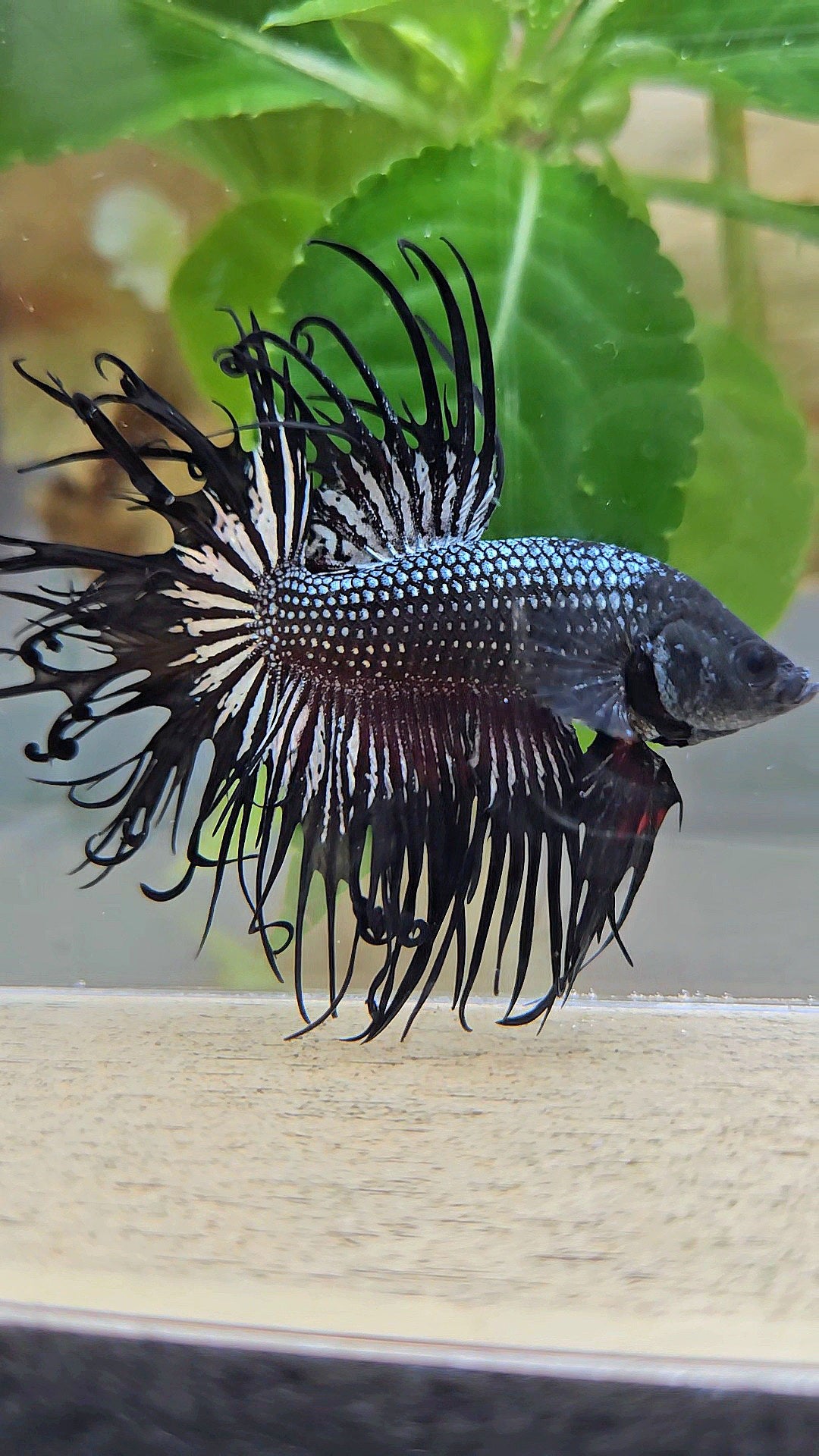 CROWNTAIL CURLY BLACK COPPER BETTA FISH