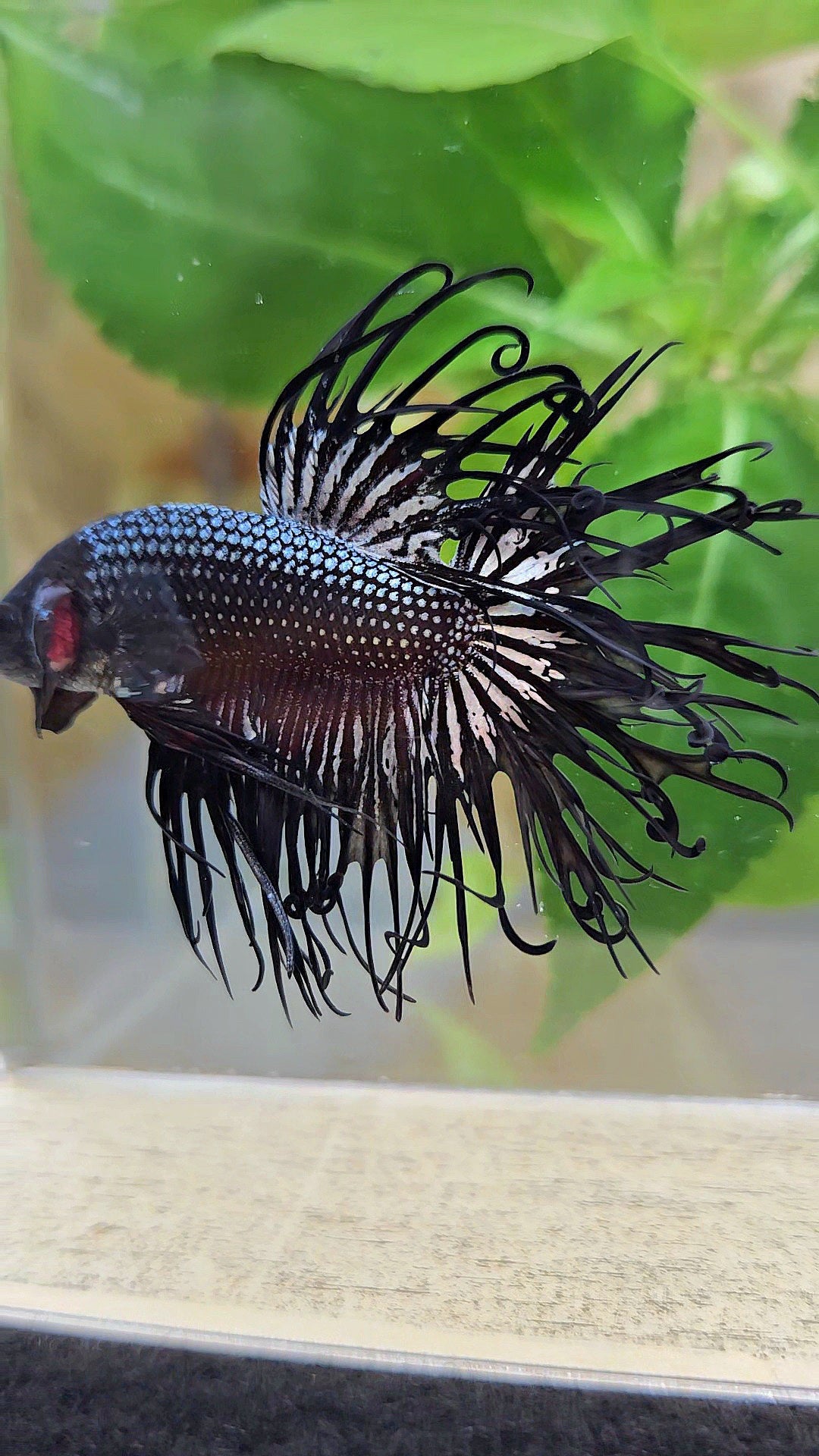 CROWNTAIL CURLY BLACK COPPER BETTA FISH