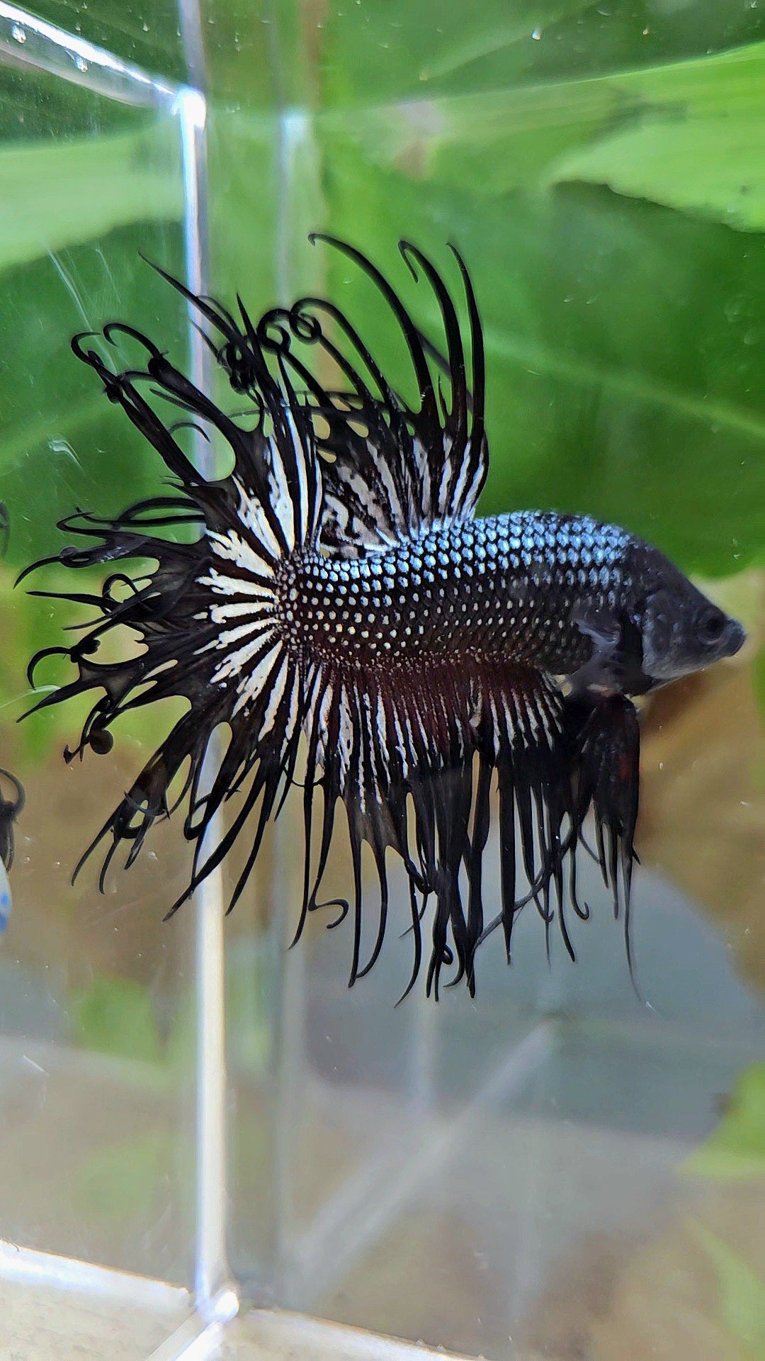 CROWNTAIL CURLY BLACK COPPER BETTA FISH