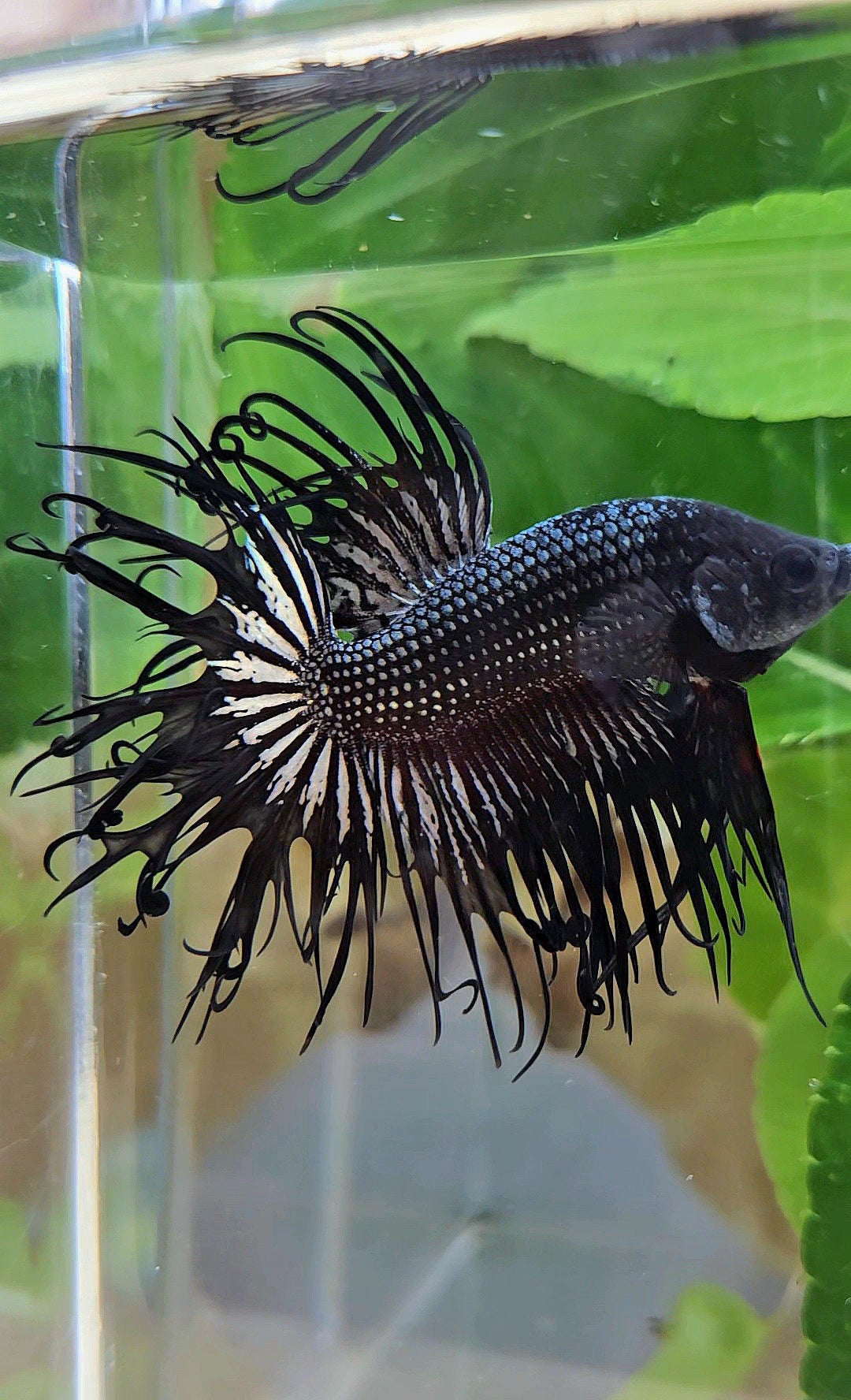 CROWNTAIL CURLY BLACK COPPER BETTA FISH