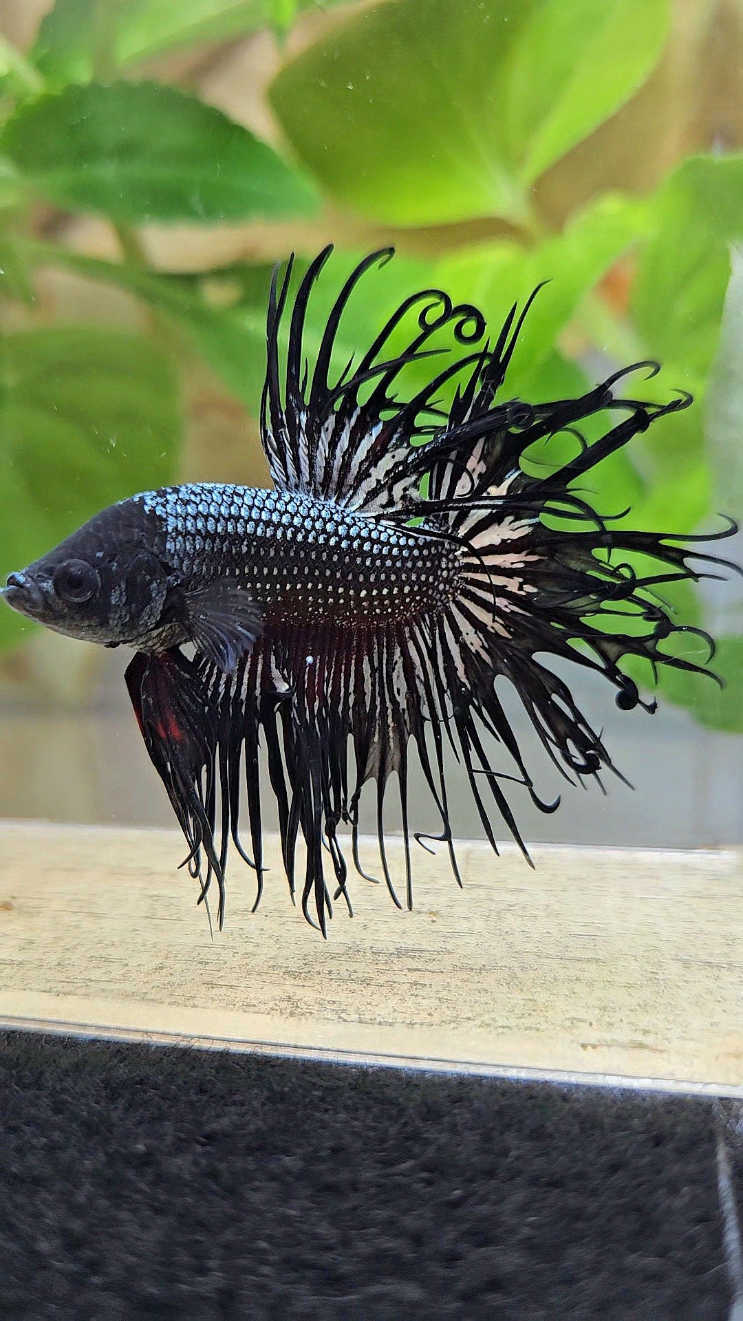 CROWNTAIL CURLY BLACK COPPER BETTA FISH