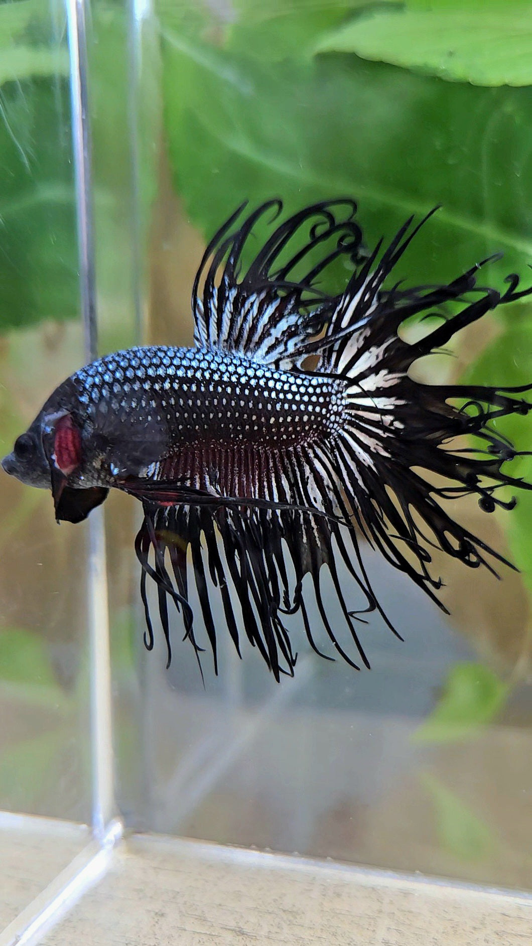 CROWNTAIL CURLY BLACK COPPER BETTA FISH