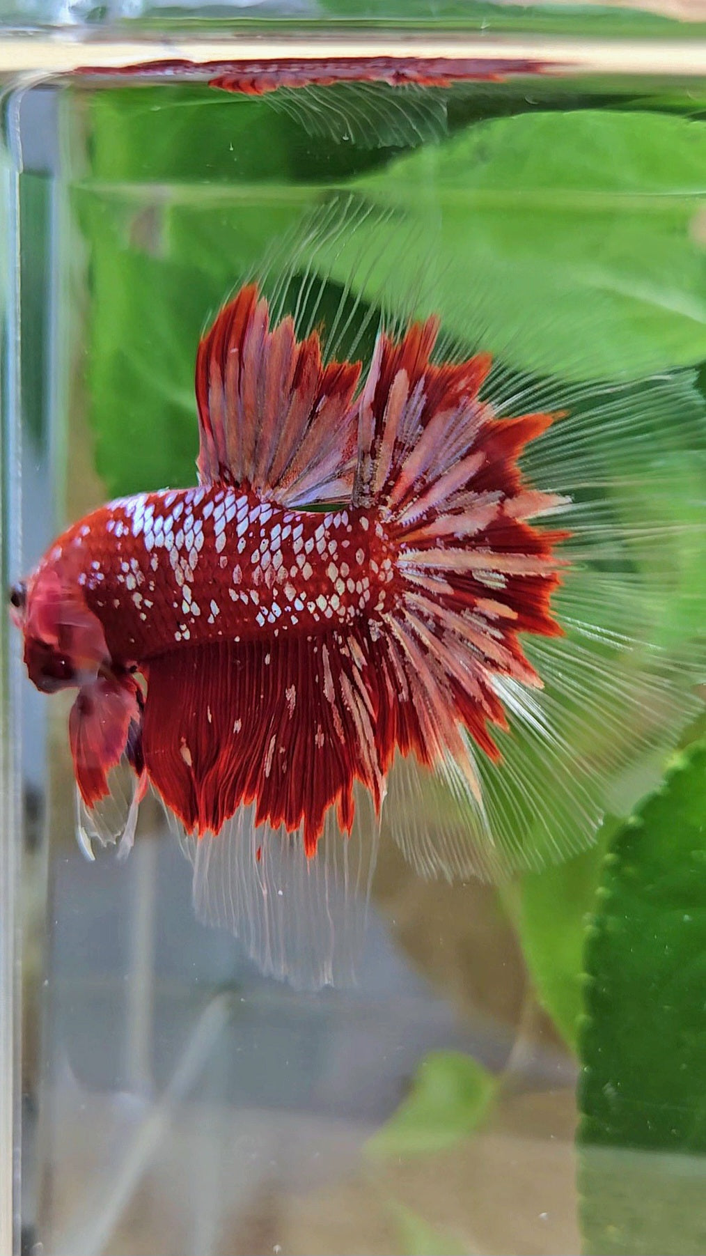 LUXURY HALFMOON RED GOLD GALAXY RGG BETTA FISH