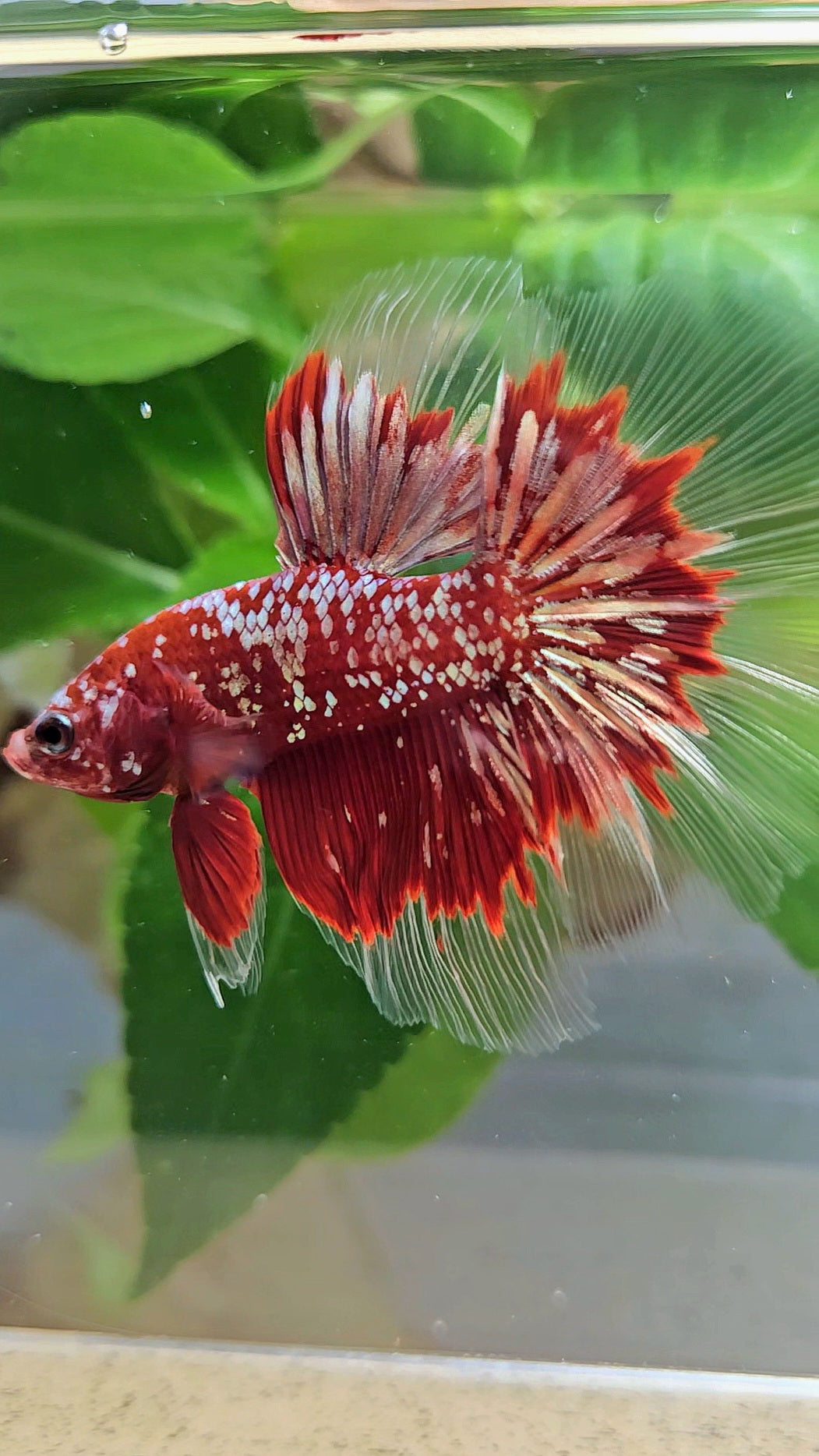 LUXURY HALFMOON RED GOLD GALAXY RGG BETTA FISH